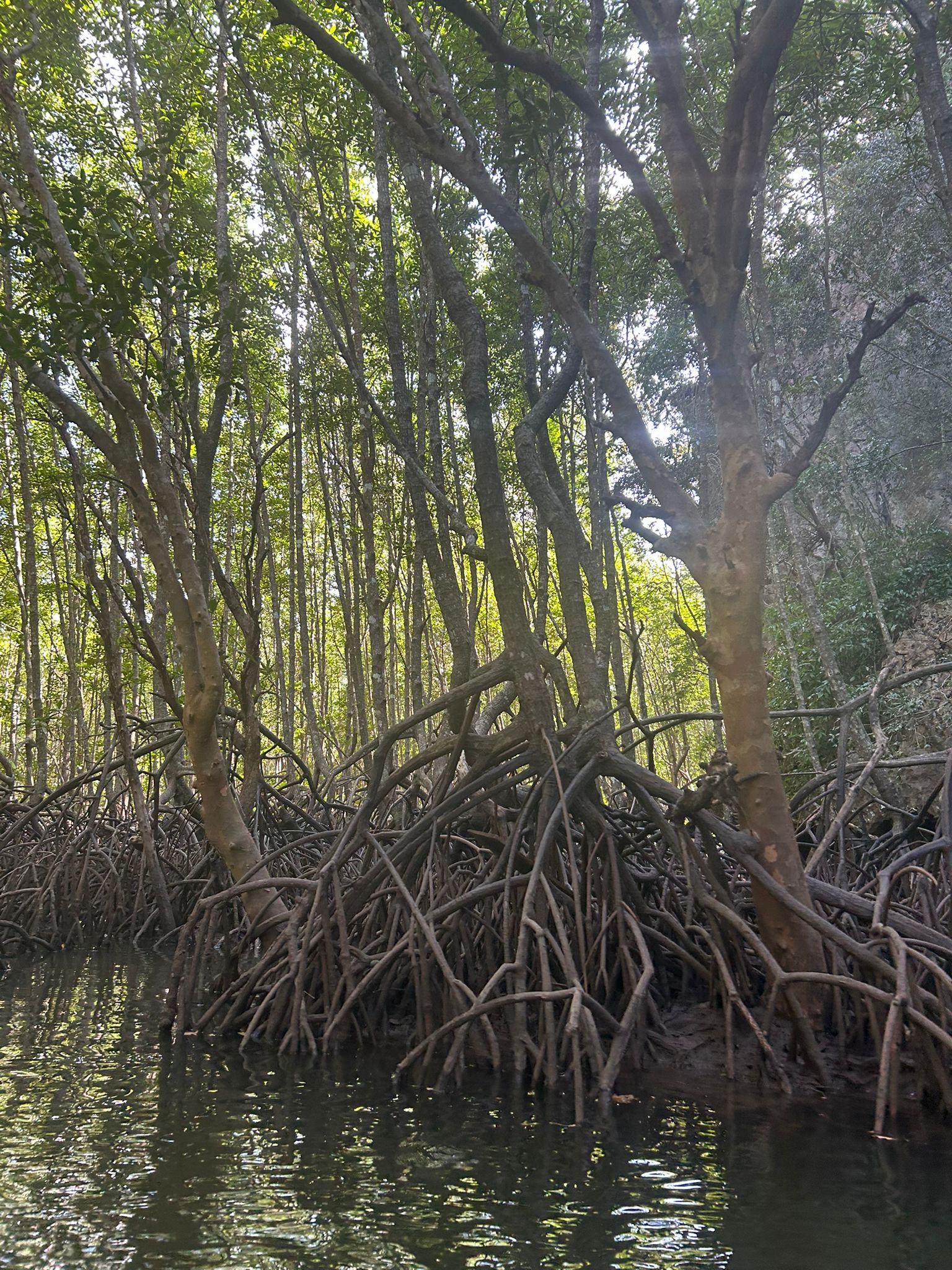 Mangrove forest kayaking